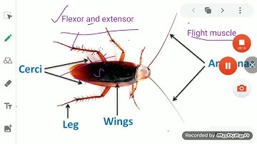 ClassVI Science 19 05 2030 by Ms Mridulata Upadhyay