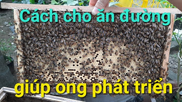Cách cho ăn đường giúp ong phát triển hiệu quả | Kỹ thuật nuôi ong |