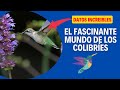 La Importancia De Los Colibríes En El Equilibrio Ecológico