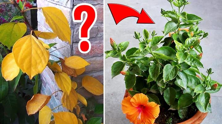 Hibiscus Leaves Turning Yellow - WHY & WHAT To DO? - DayDayNews