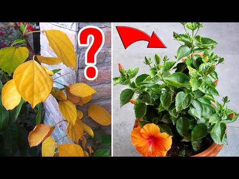 Hibiscus Leaves Turning Yellow - WHY & WHAT To DO?