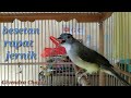 Masteran Cucak Jenggot Besetan Rapat Ampuh Mp3 - Mp4 Download