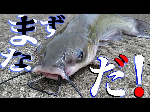 アメリカナマズを釣って食う River Fishing Catch Eat Youtube