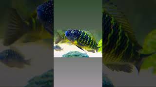Wildcaught Tropheus "Murago congo" - A living dream in motion.