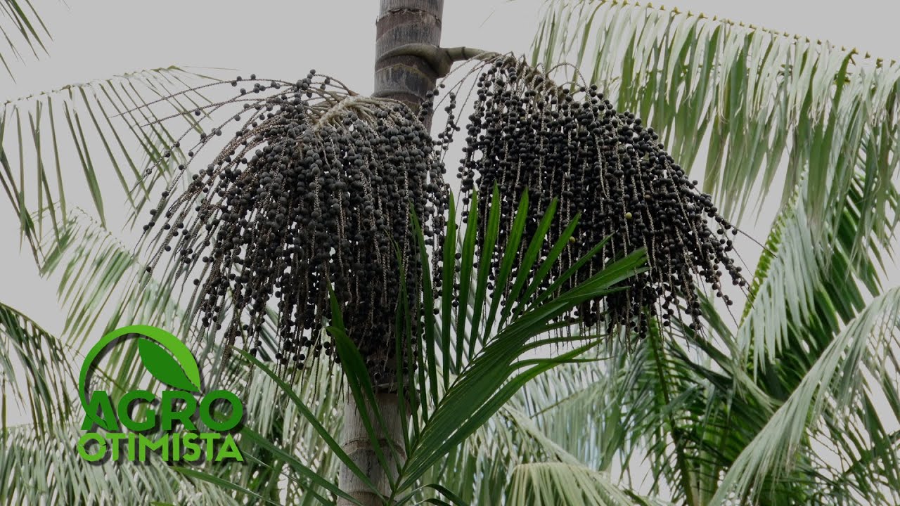Conheça a produção de açaí do Paracuru - Agro Otimista - 23/04/2023