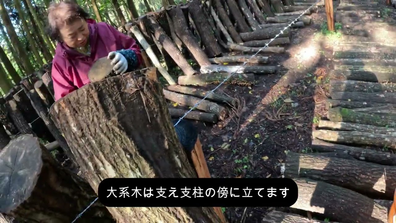 ＃003林内ホダ場とハウスホダ場に立込み