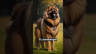 Top 10 Large Dog Breeds #shorts #shortsfeed #wild #dogs