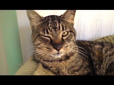 Video: 7 padomi, kā izvēlēties labāko veterinārārstu tavai kaķim
