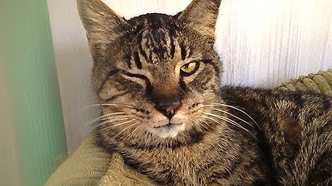 10 Reasons to Adopt a Senior Cat!