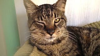 10 Reasons to Adopt a Senior Cat!