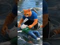 القط مياو البطل أنقذ الطفل من الغرق توم وجيري كرتون Cat 