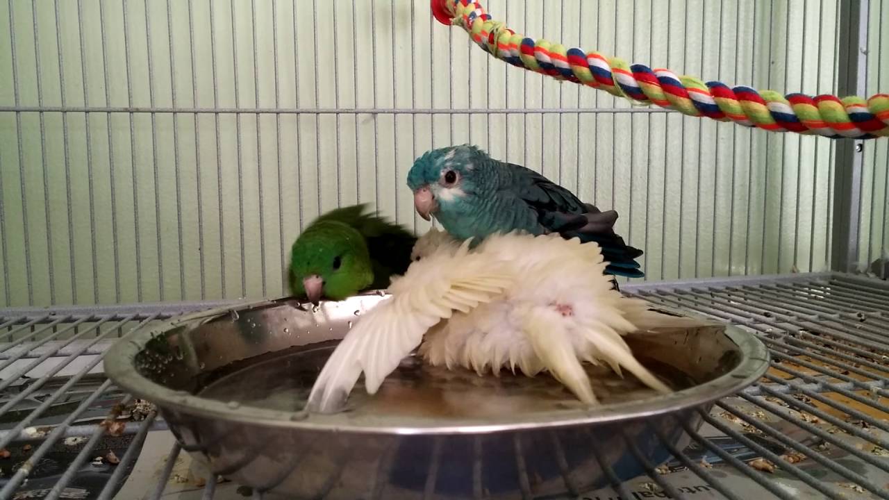 Lineolated Parakeets Bathing My Secret to getting my Birds to bath