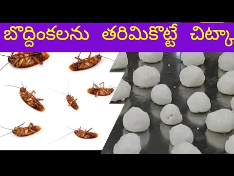 Video: Boorzuur Van Kakkerlakken: Recepten Met Ei En Bloem, Verhoudingen. Lotion In Ballen En Vloeibaar Gif. Hoe Het Te Koken? Hoe Kakkerlakken Vergiftigen? Hoe Werkt Het Poeder?