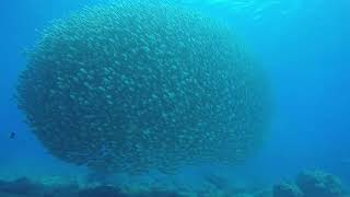 βEcho Tube | Underwater ASMR π A Peaceful Ocean Story to Relax and Sleepβ