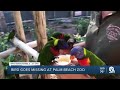 Lorikeet valued at $500 missing from Palm Beach Zoo