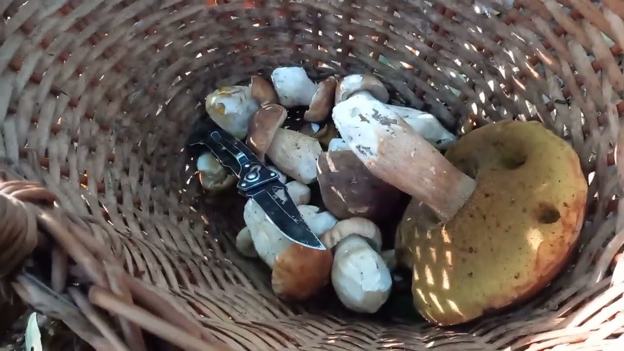 Вчора вода у відрі Замерзла🌡а СЬОГОДНІ Скільки Грибів...Знову по Білі Гриби.12.10. 2023 Гриби..Є-є-Є