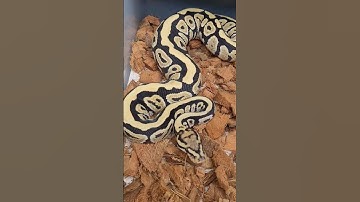 Just hit Morph Market #ballpython #snake