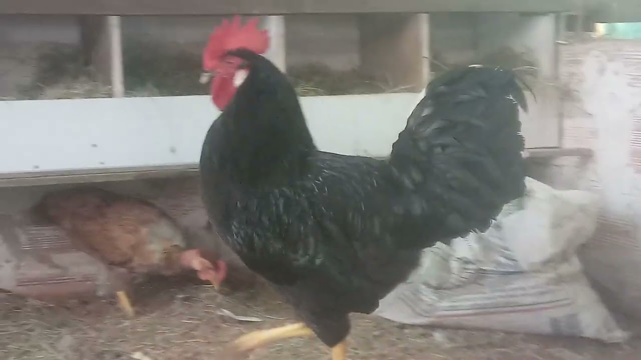 galo GLC com 5 meses