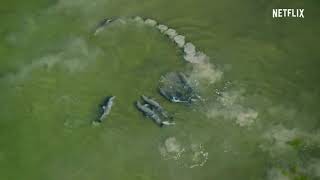 Our ! Planet !  Coastal Seas  FULL EPISODE  Netflix