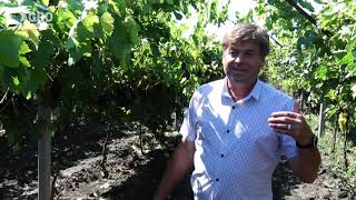 Создание плантации виноградника по системе Гейбл.