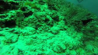 Myrichthys colubrinus - Geringelter Schlangenaal
