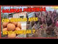 Com Quantas Aves Começar Uma Criação De Galinhas Poedeiras E Ter Algum Lucro