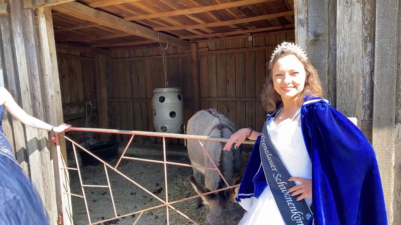 Die Schwanenkönigin und ihre Ehrendame im Naturerlebnis Uckermark