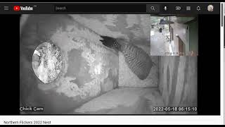 Northern Flicker - Nest Reset