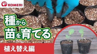 種から苗を育てる方法　植え替え編【コメリHowtoなび】