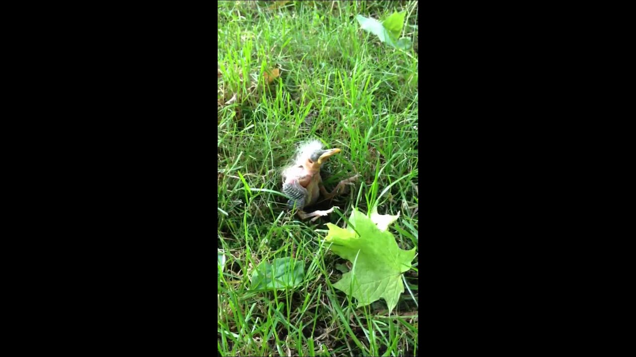 Baby bird fell out of the nest youtube