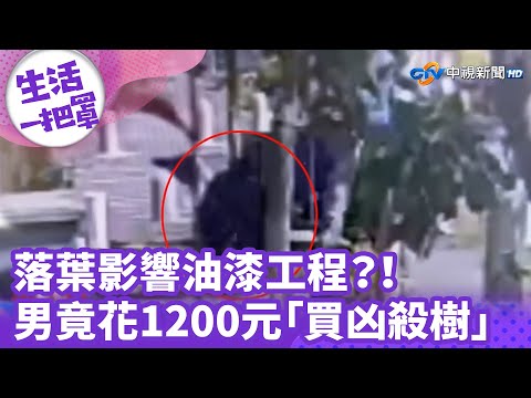 《生活一把罩》落葉影響油漆工程？！ 男竟花1200元「買凶殺樹」