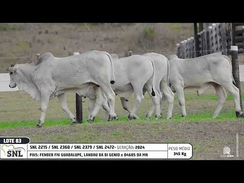 LOTE 83   SNL 2215 2360 2379 2472