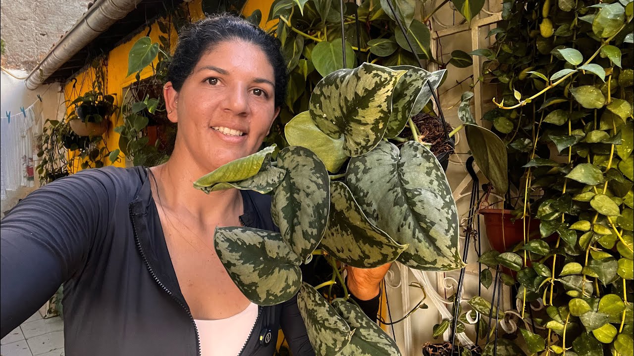 AMO ESSAS PLANTAS PENDENTES