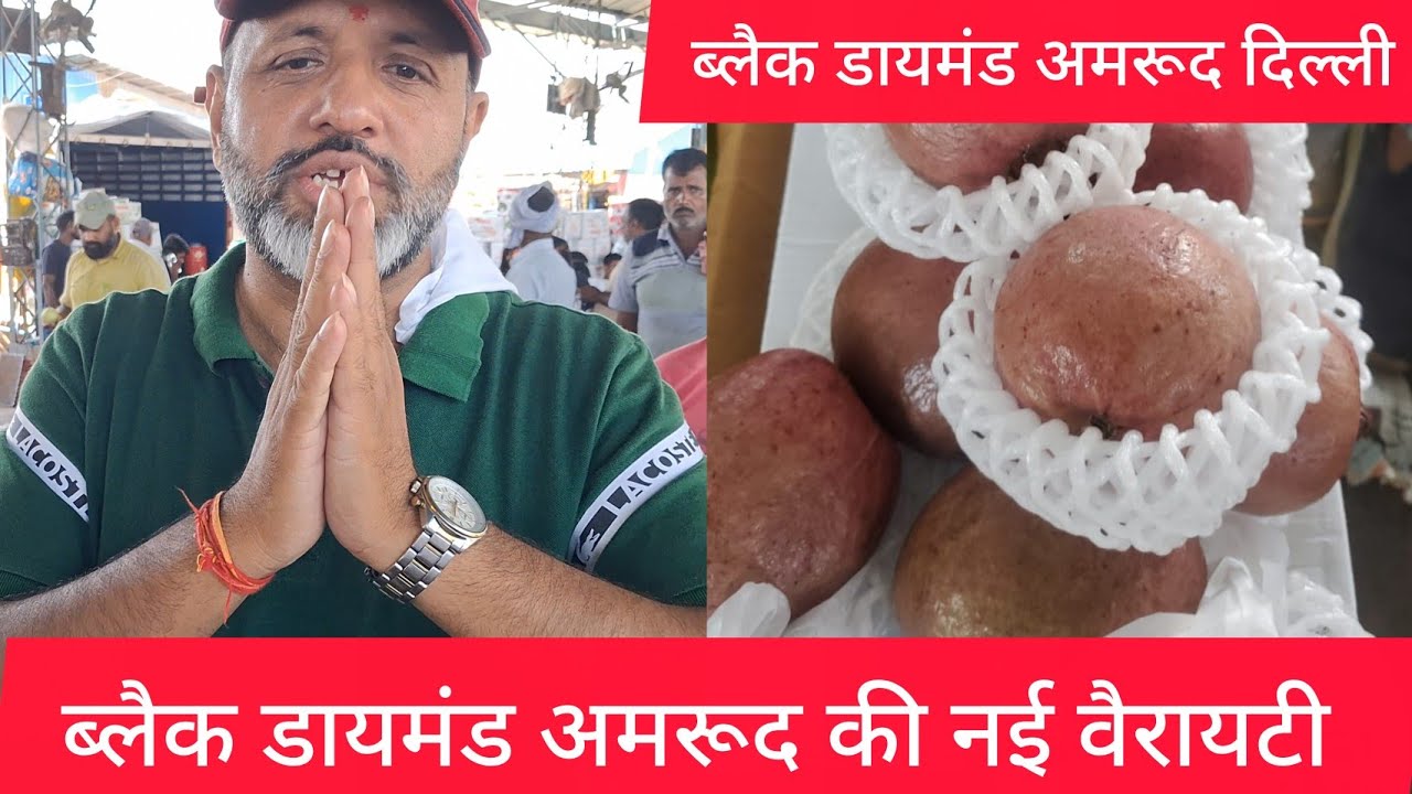 ब्लैक डायमंड अमरूद की खेती से होगा लाखों का फायदा delhi azadpur mandi guava farming business ideas 