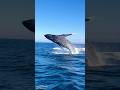 OMG😱😱 || BIG FISH 🐟😱😱 || #bigfish #fish #ocean #fishing #danger #bigfishvideo #bigfishvideos
