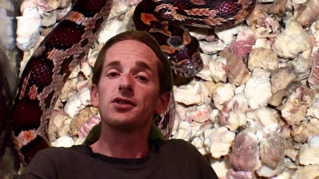 lizard skin grips Reptile News: King Cobra bite.