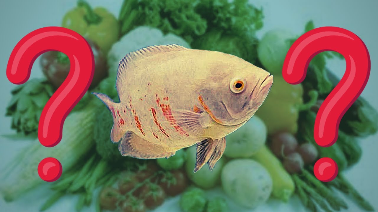 What VEGETABLES and FRUITS to feed Oscar Fish YouTube