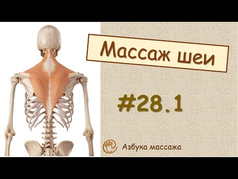 Массаж шеи (краткая теория)  | Урок 28, часть 1 | Уроки массажа