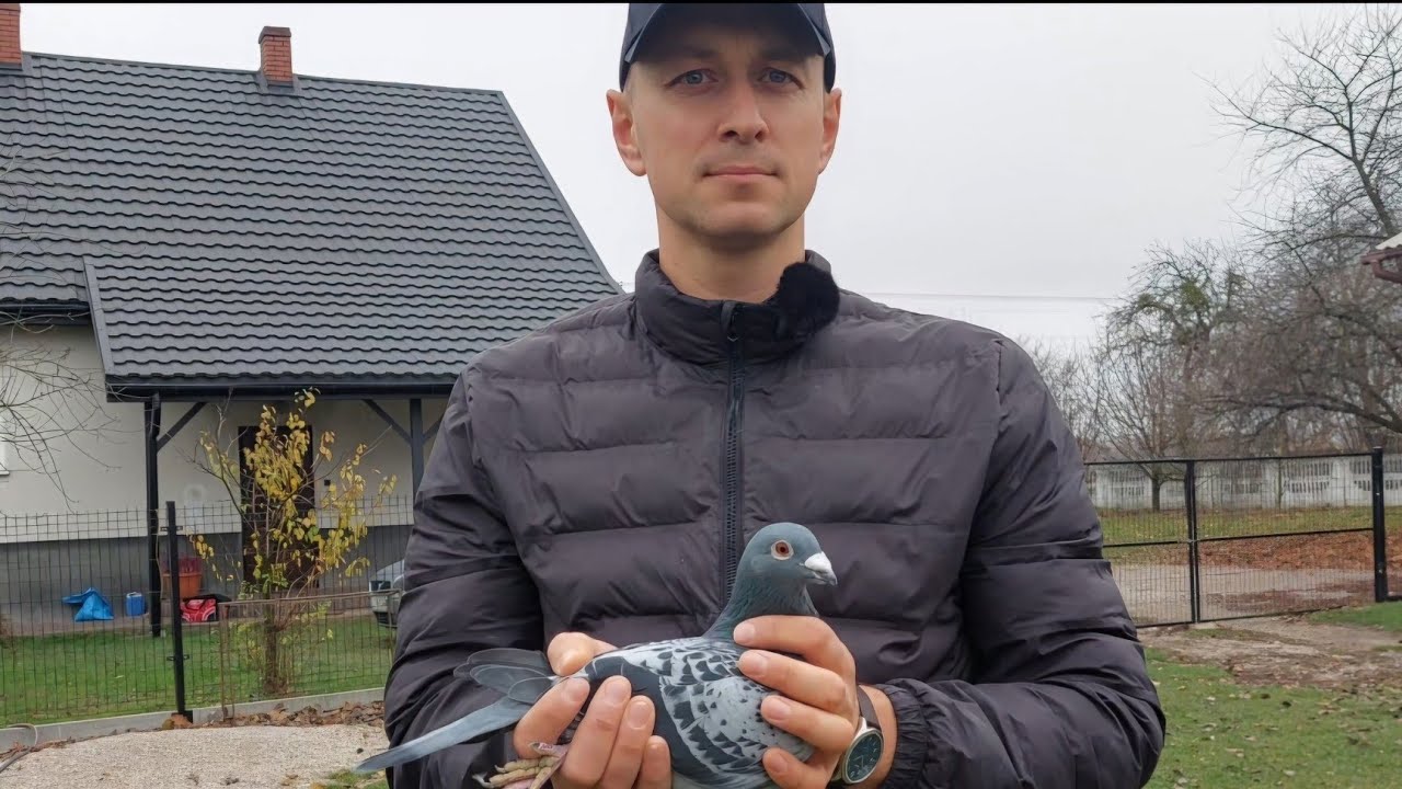 Paweł Dąbski PZHGP 0210 Krasnystaw. 