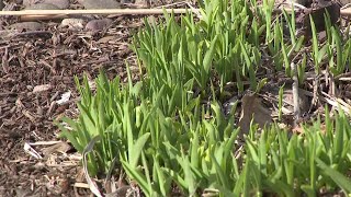 Expert shares tips for relief amid early pollen season
