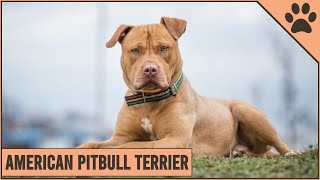 American Pitbull Terrier - Dog Breed Information Dog World