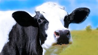 Звуки корови