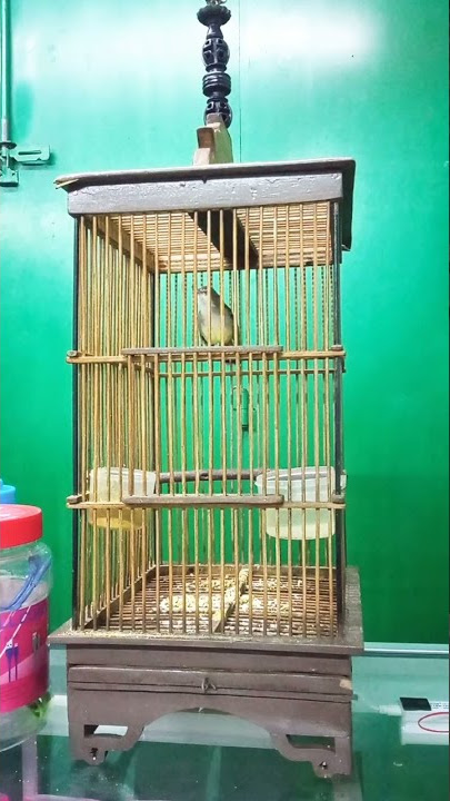 CIBLEK PAUD Belajar ngebren rapet..