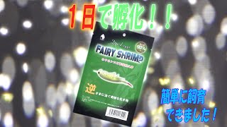 【新商品】簡単に飼育できる！？ホウネンエビの卵を孵化して育ててみた！