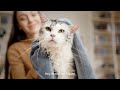 CATLINK Smart Pet Dryer Box