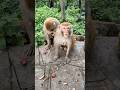 induk monyet marah ketika anaknya di ganggu #hewanlucu #monkey