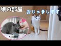 夜は娘の部屋が猫たちに大人気です