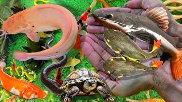 Video Bắt Cá Trê Bự, Cá Vàng, Cá Lau Kiếng, Cá Koi, Cá Chép, Cá Lia Thia