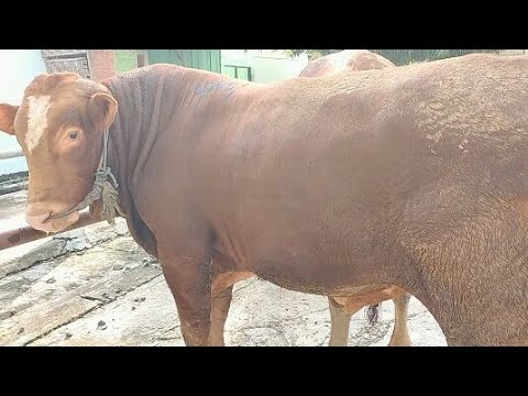 Limousin 33jt Berat 600Kg||Sapi Jumbo Superan Pahingan Winong - YouTube
