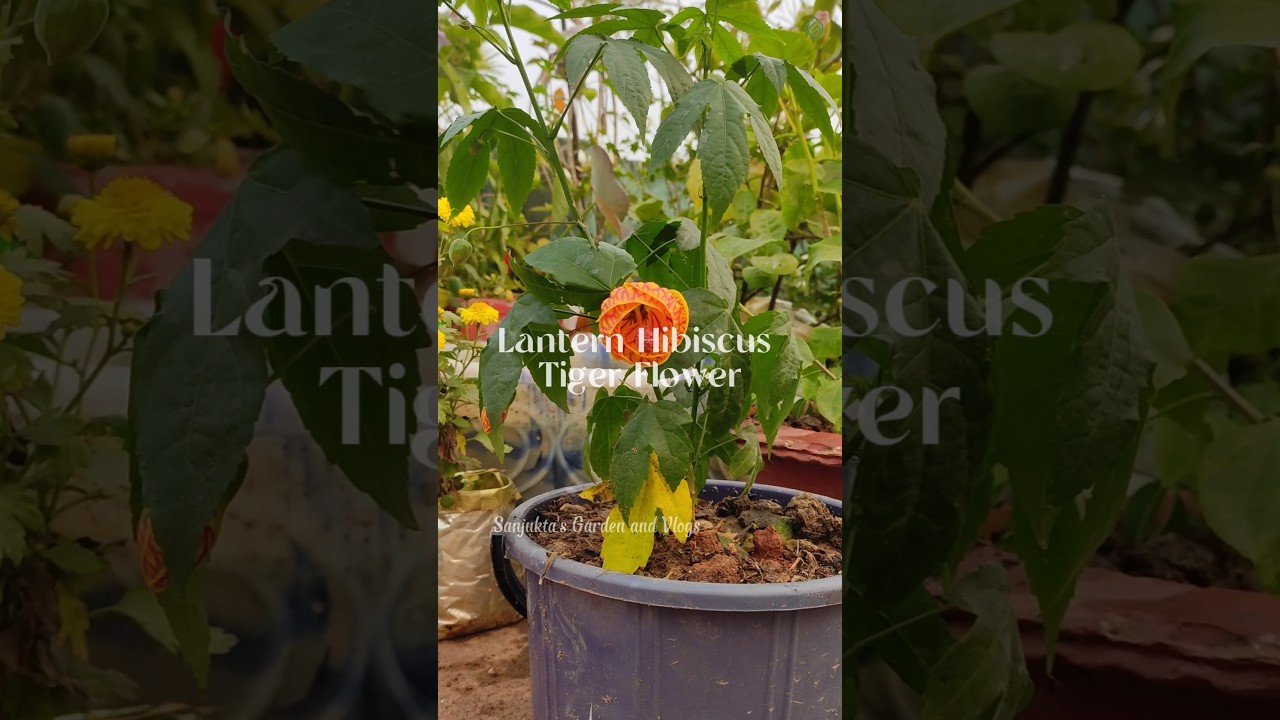 Lantern Hibiscus (Tiger Flower) 🌺 | Unique Hanging Hibiscus Plant | Nature Beauty | 